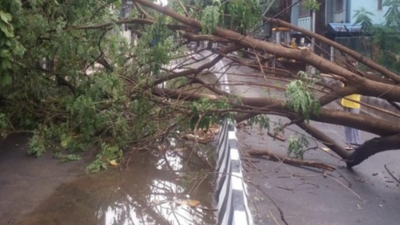  One dead, two injured as tree falls on biker in Madhya Pradesh's Gwalior