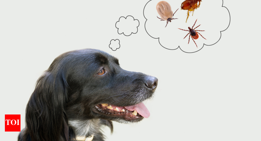 Tick prevention: How to keep your pets safe from tick infestation |