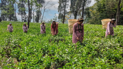 Makaibari owner buys 80% in UK's Brew Tea Co