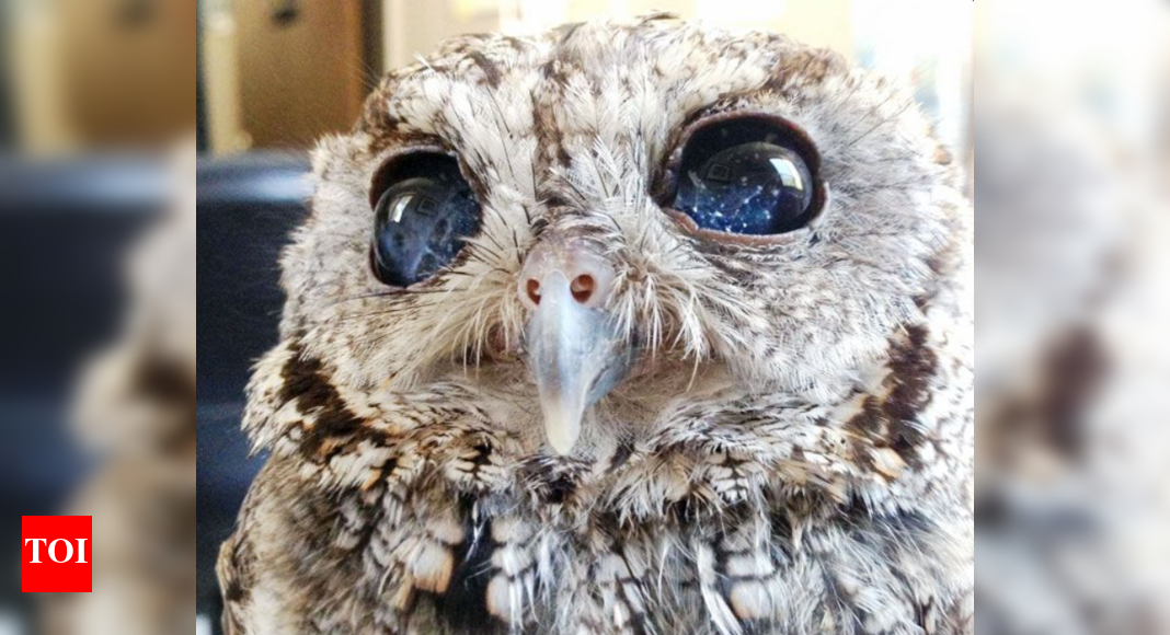 Meet Zeus: The blind owl with the universe in his eyes | - Times