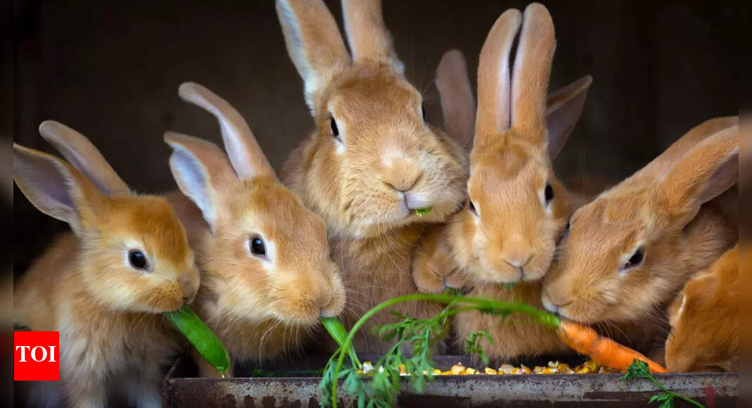 Is a rabbit the right pet for you? Things you need to know before bringing a rabbit as your pet at home |