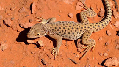 7 facts about lizards that sound fake but are actually true