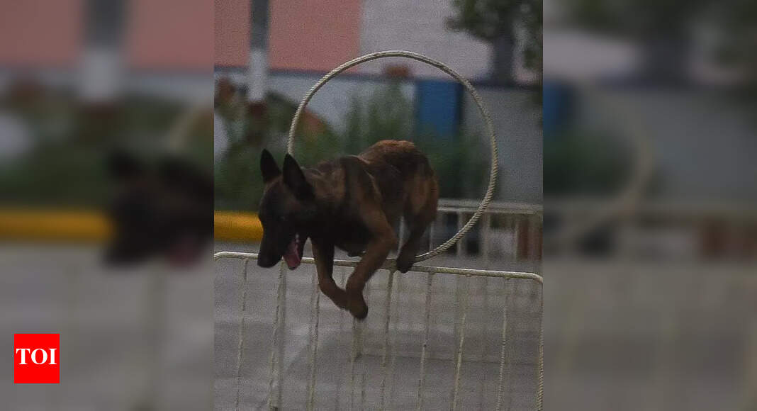Belgian Malinois to help check wildlife crimes in Ranthambore