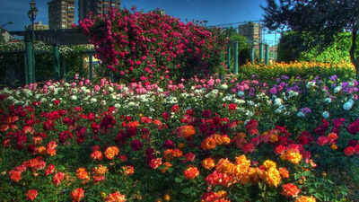 10 rare flowers that bloom once in a lifetime