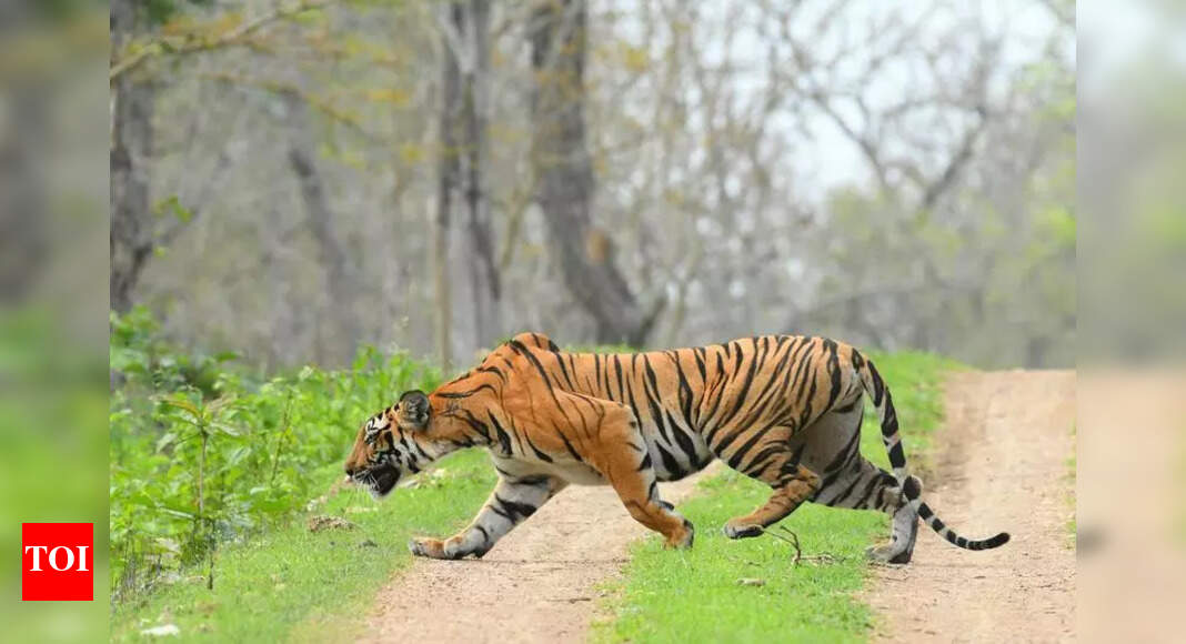 The Times of India - Environment - News Image