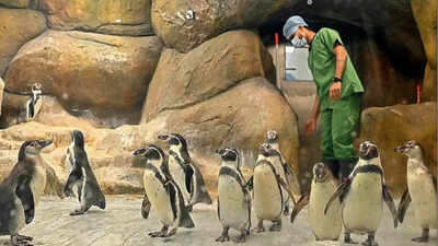  Byculla zoo spent Rs 26 crore on penguin upkeep in 5 years; but earned Rs 40 crore revenue
