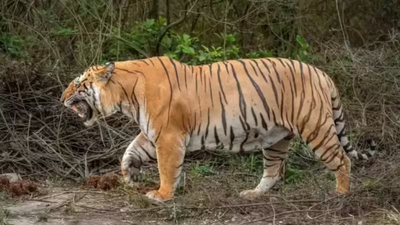 Madhya Pradesh Special Tiger Strike Force (STSF) hailed by Interpol for the arrest of Asia's major tiger trafficker