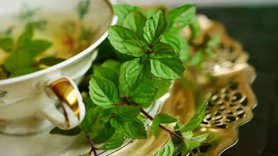 11 surprising health benefits of spearmint from hormonal balance to digestion