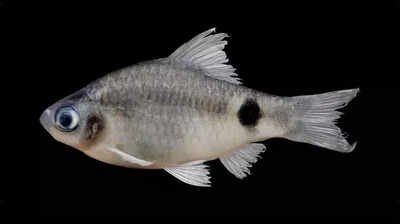 New fish species found in Brahmaputra named after Dibrugarh