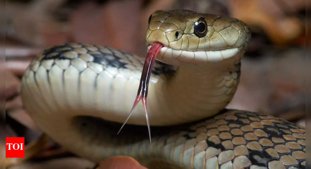 Camel tears might hold the secret to fighting 26 snake venoms; here’s what researchers found