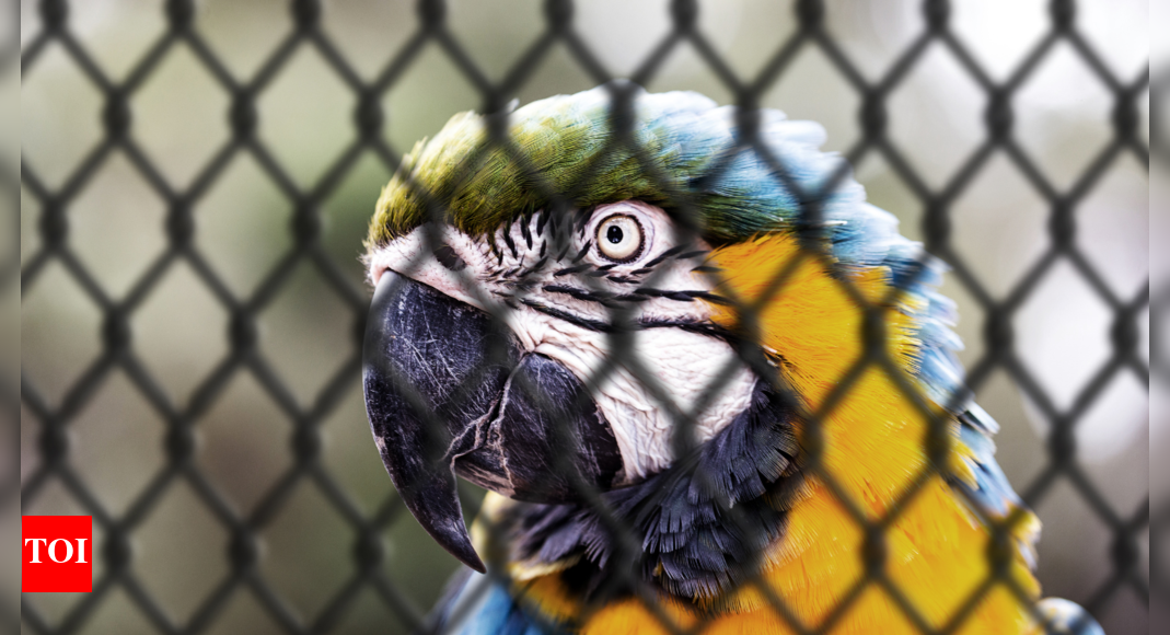 Iguana, black fox, raccoon: Passenger caught smuggling 45 animals at Mumbai airport; several suffocated in transit