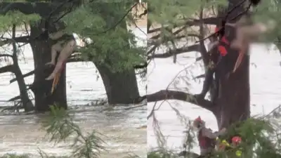  Woman survives four dams and floating debris; rescued clinging to tree
