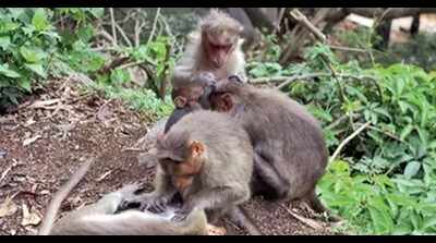  What you must know about ‘monkey fever’ in Goa