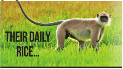 Their daily rice...