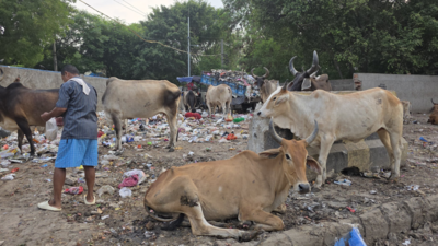 'Disneyland in Haryana?' Ex-Jet Airways CEO reacts to garbage laden streets of Gurugram, shares pictures