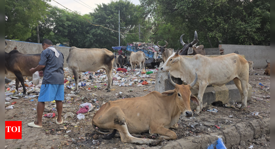 'Disneyland in Haryana?' Ex-Jet Airways CEO reacts to garbage laden streets of Gurugram, shares pictures