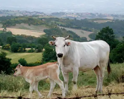 7 biggest and top cow breeds in the world