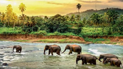 Stable forests key to south India's unique biodiversity