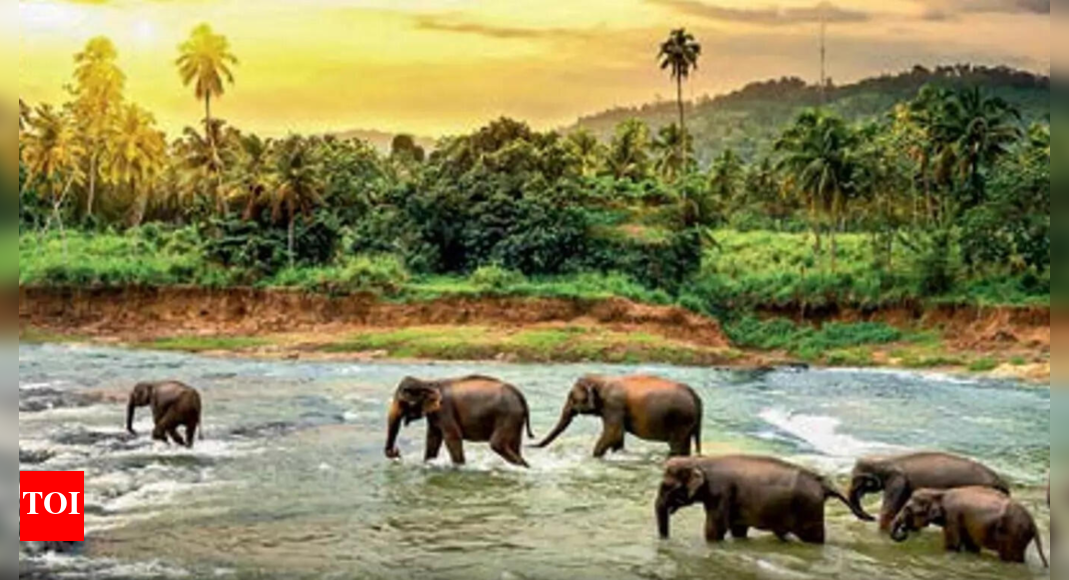 Stable forests key to south India's unique biodiversity