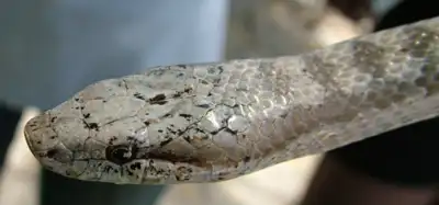 5 most rare snakes in the world that cannot be spotted easily