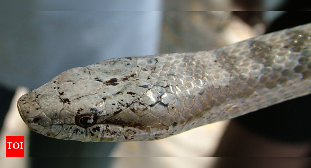 5 most rare snakes in the world that cannot be spotted easily
