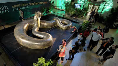 What’s bigger than an anaconda? This 58-million-year-old fossil of prehistoric snake in Colombia may have the answer