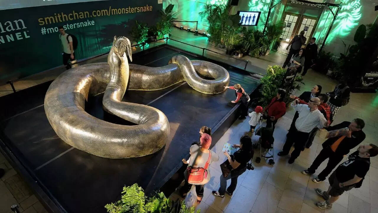 Giant Extinct Snake That Inhabited Colombia