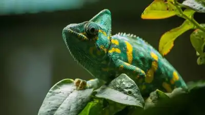  How and why these 7 animals change colour to survive