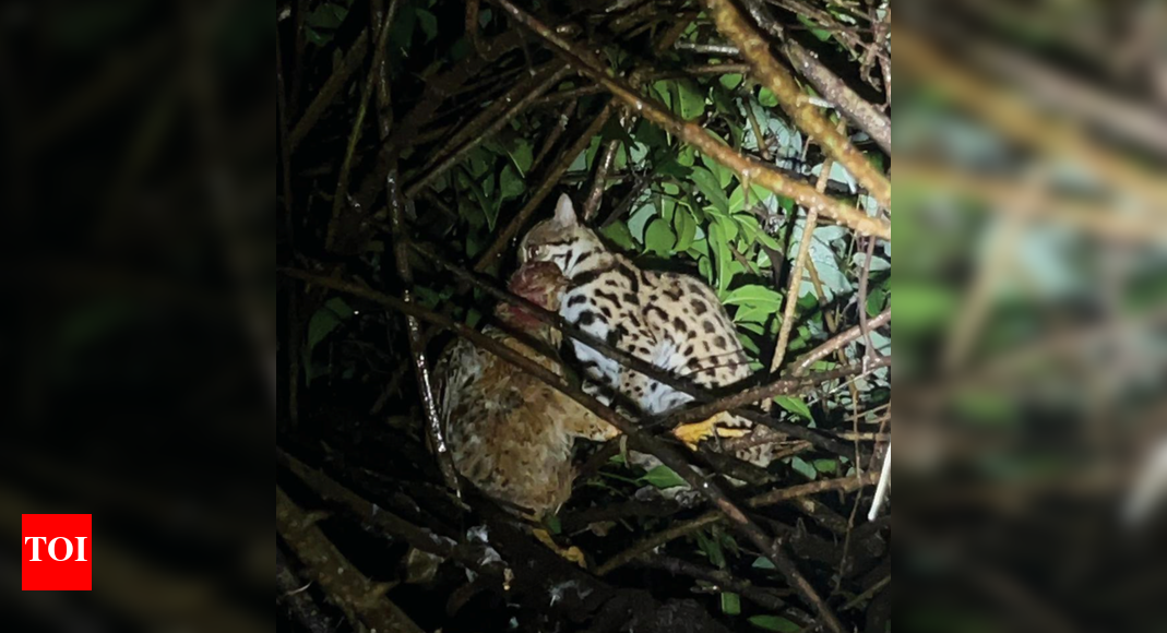 Rare sighting of leopard cat in Mollem forest reignites interest in small cats