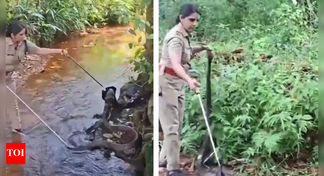Kerala forest officer calmly rescues King Cobra, video goes viral