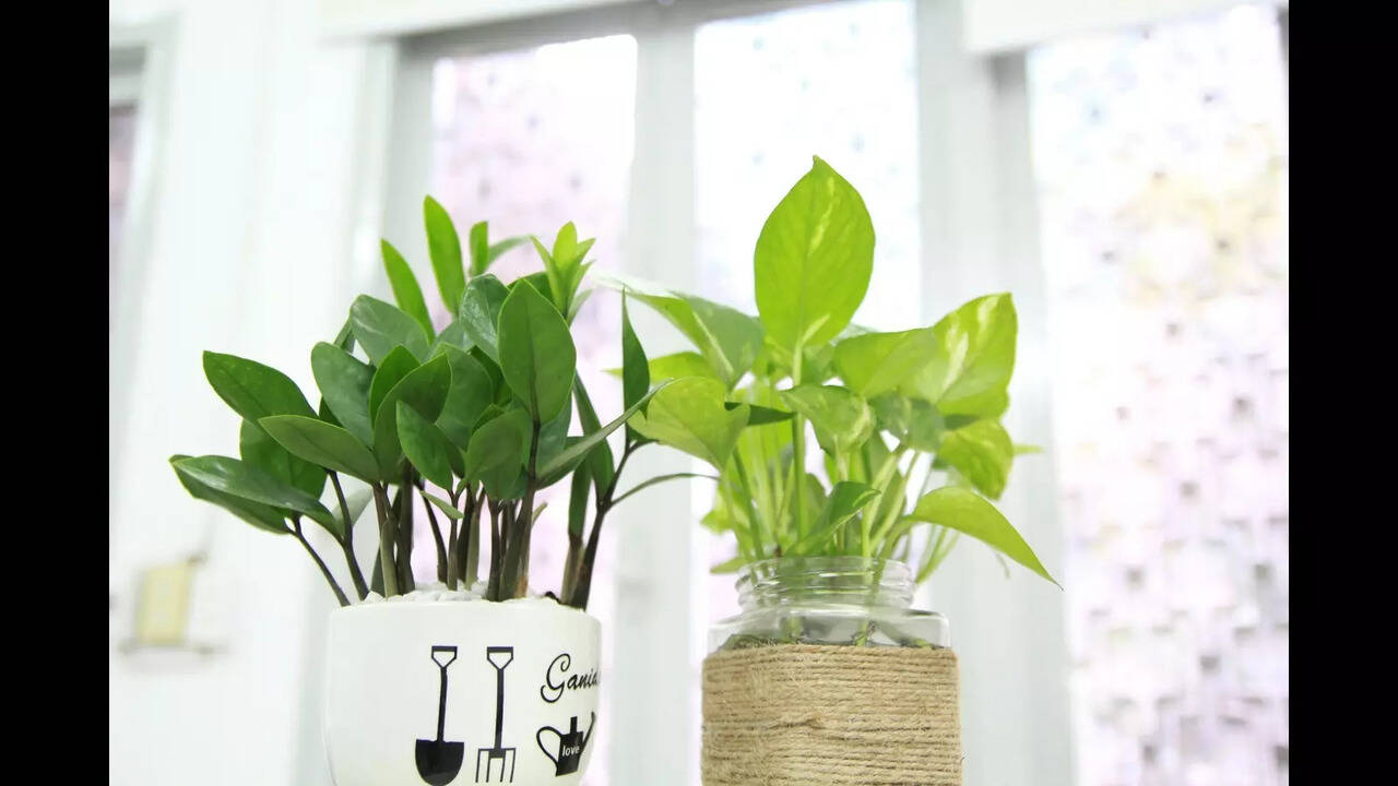 Money Plant Benefits: Benefits of Keeping a Money Plant at Home: Prosperity  and Peace Explained | - Times of India