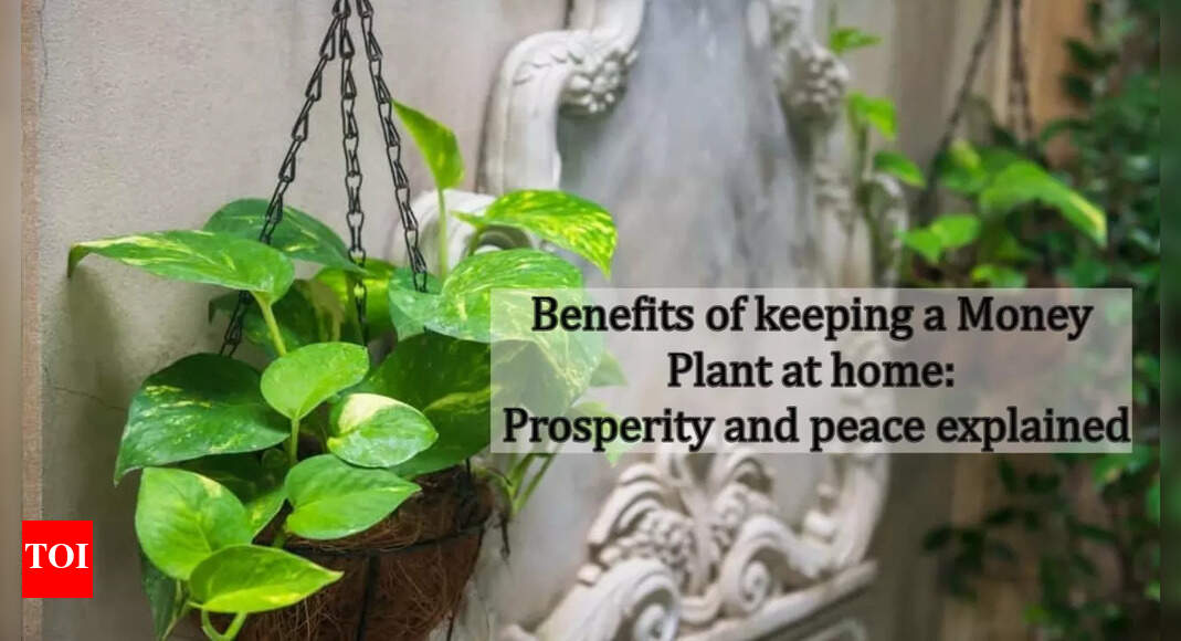 5 Astrological benefits of feeding Crows: A sacred connection to ancestors and Saturn | - Times of India