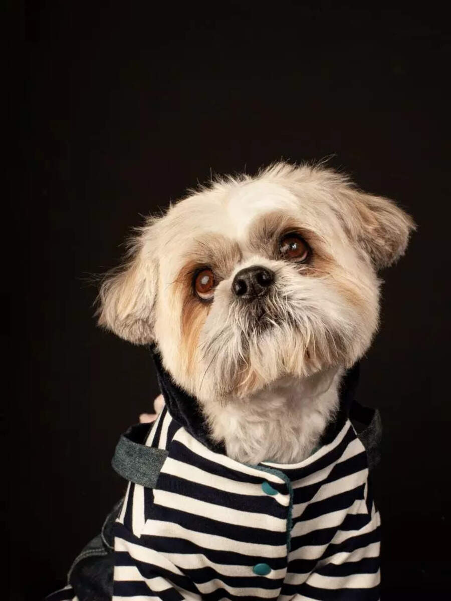 10 pet dog breeds perfect for first-time owners