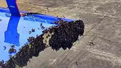 Watch: Swarm of bees delays Surat–Jaipur IndiGo flight take-off by 50 minutes, covers plane's cargo shutter