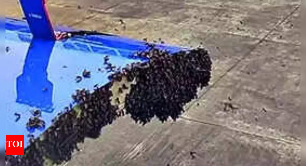 Watch: Swarm of bees delays Surat–Jaipur IndiGo flight take-off by 50 minutes