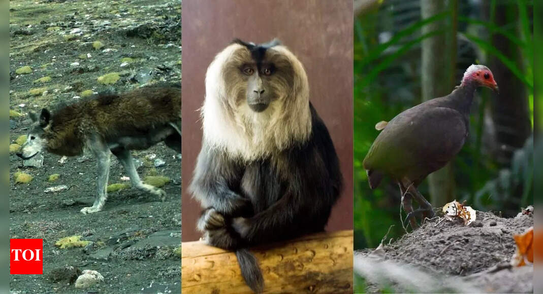 10 rare animal species found only in India