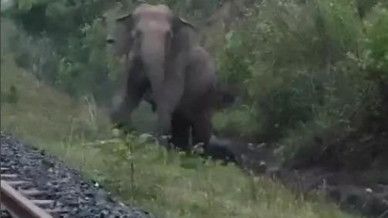 Goods train halts for 2 hours in Jharkhand as elephant gives birth | India News - Times of India