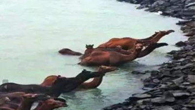 33 rare Kharai camels caught in sea tide rescued off Gujarat coast