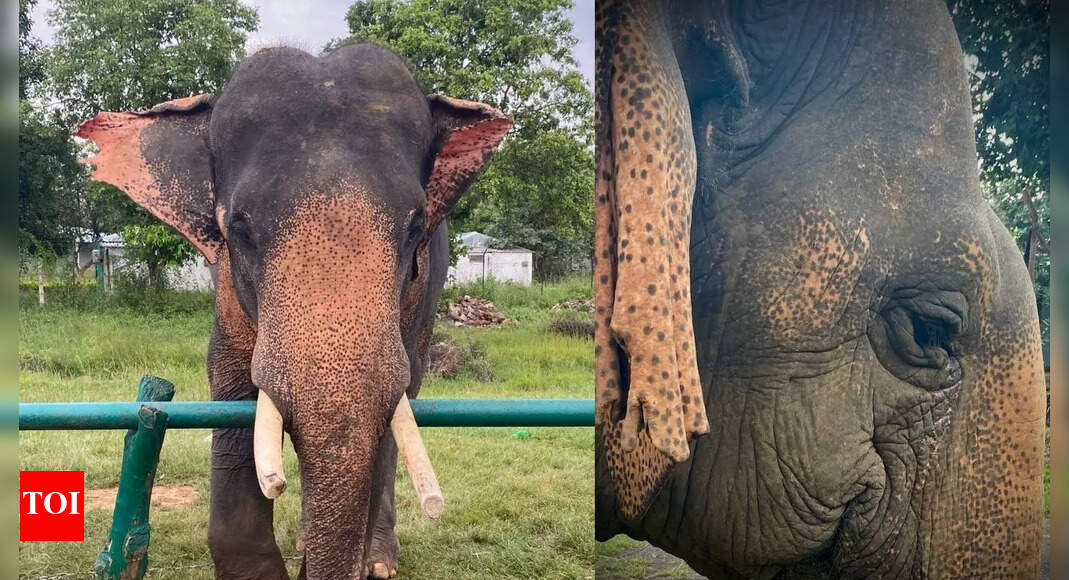 ‘Guardian of our jungles’: Asia’s oldest female elephant dies; was over 100 years old