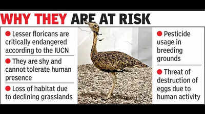 Gujarat has a ‘stimulus’ plan for loveless lesser floricans