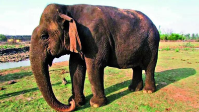 Panna's grand 'Dadi' who endured everything but time