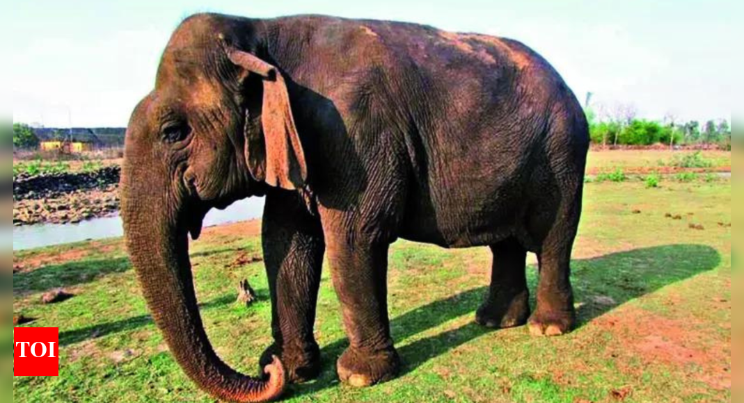 Panna's grand 'Dadi' who endured everything but time