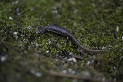 Mexican fishermen join fight to save extraordinary amphibian