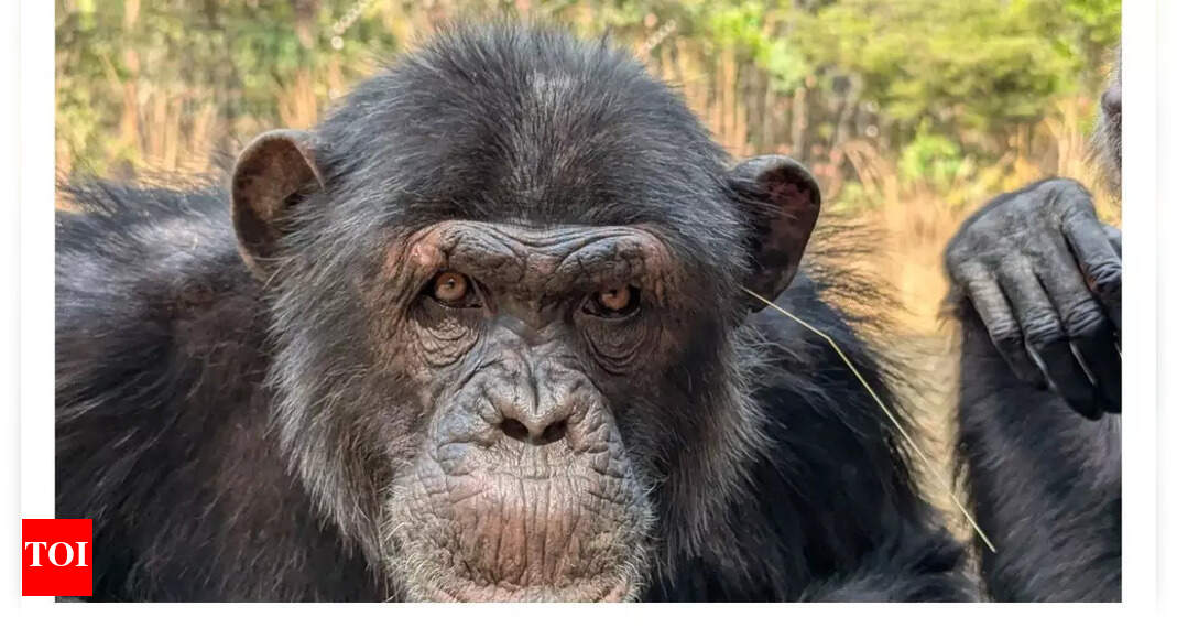 Chimpanzees Start Fashion Trend with Grass Accessories