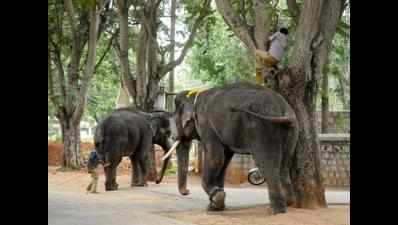 Woman injured in elephant attack