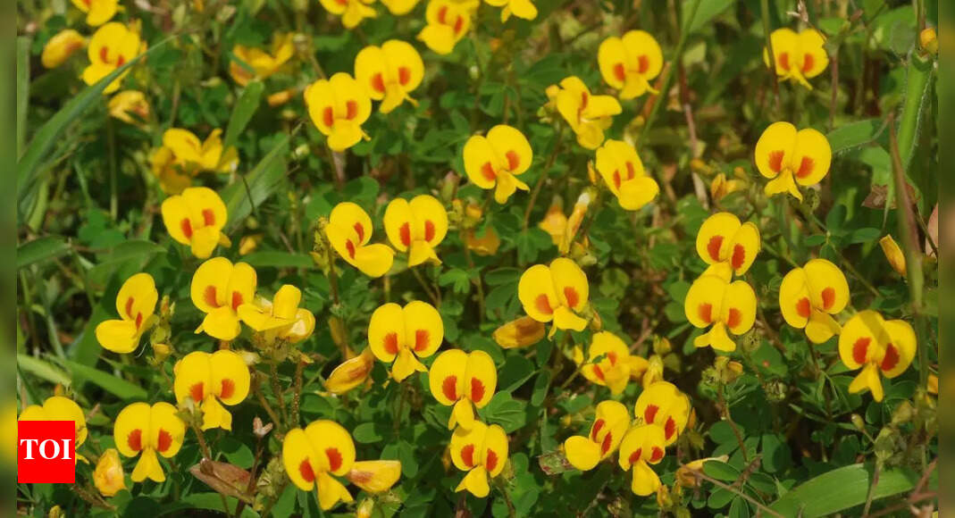 Rare monsoon flowers of India: 5 wildflowers that only bloom in rainy season