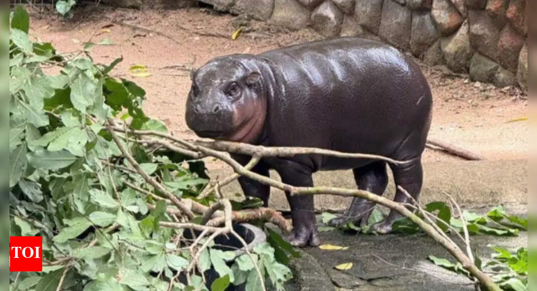 featured image for post Moo Deng turns one Thailands viral baby hippo gets a birthday bash fit for a star