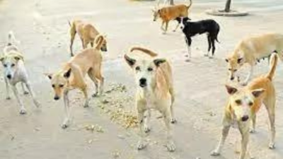Rs 2.9 crore Bengaluru drive to serve strays chicken rice stirs row
