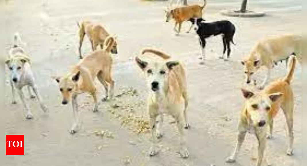 Rs 2.9 crore Bengaluru drive to serve strays chicken rice stirs row