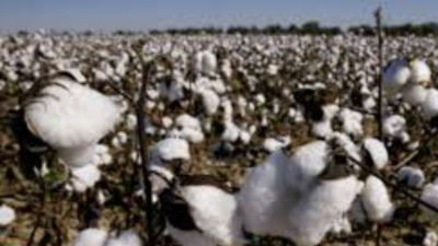 HTBt cotton gets positive report, one step away from commercial cultivation